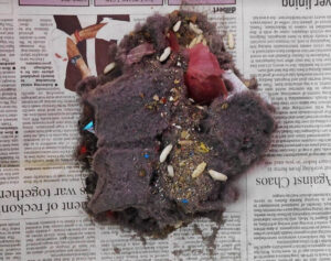 Dirt from robotic vacuum cleaner - week 8
