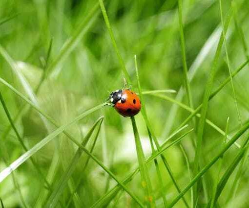 bug early detection unit tests