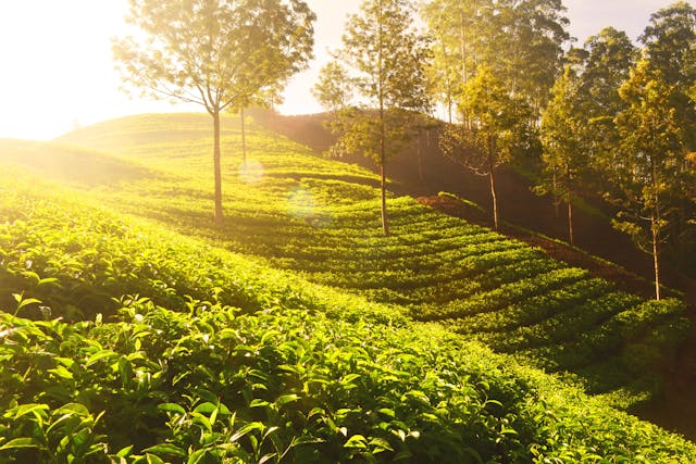 Eco-friendly tourism practices in India supported by AI technologies, promoting sustainable travel experiences